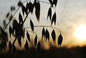 oats-421043_640