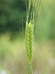 Triticum_monococcum0